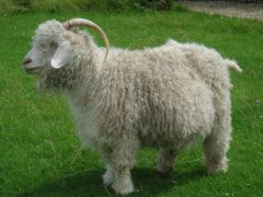 -very fluffy looking, horned-breed of domesticated goat named for Ankara, Turkey
-produce lustrous fibers known as mohair

