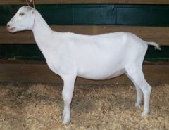 -member of capra genus, specifically capra hircus
-formally recognized white dairy goat
