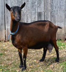 -modern american breed of hornless diary goat-derives from hornless subtype of Chamois colored goat
-imported to U.S. in 1936

