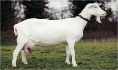 -white colored with horns-largest of goat dairy breed, one of the largest milk producers

