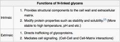 site of synthesis of secretory (exported) proteins and of N-linked oligosaccharide addition to many proteins