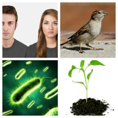 Humans
Plants
Bacteria
Birds