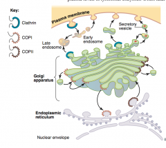 COP1: Golgi to Golgi (retrograde); Golgi to ER


 


COP2: Golgi to Golgi (anterograde); ER to Golgi 


 


Clathrin: trans-Golgi to lysosomes; plasma membrane to endosomes (receptor-mediated endocytosis--i.e. LDL receptor activity) 


 


 