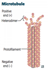 Cylindrical structure composed of a helical array of polymerized heterodimers of alpha and beta tubulin. Polymerization occurs slowly from positive end, but depolarization occurs rapidly without a GTP cap in place. 


 


Each dimer has 2 GTP b...