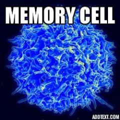 They stimulate the formation of memory cells primed to recognize a particular pathogen.