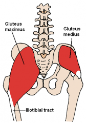 glut med and min


-stabilize pelvis in unilateral stance to prevent opposite side of pelvis from dropping


-in open chain: work with TFL and piriformis to abduct femur