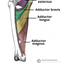 adductor longus, brevis and magnus


-contract during swing phase


-can assist in extension and rotation of the femur