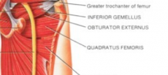 IR: glut med and min (anterior fibers)


ER: obturator externus and quadratus femoris


rotators fine tune femoral position during gait and open chain activities
