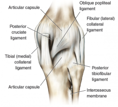 tibial and fibular collateral ligaments