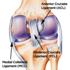 ACL & PCL


stabilize the knee in the anterior-posterior and rotational planes of movement and taut throughout knee AROM