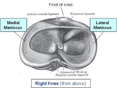 2 semi-lunar fibrocartilage discs that deepen tibial fossa and incr knee stability


-shock absorbers by spreading the load over articular cartilage


-lateral menisci is smaller, more circular and moves > than medial menisci