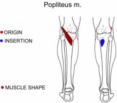 knee locks with medial rotation of femur in closed chain


-lateral rotation of tibia in open chain


-to unlock the femur is rotated laterally and the tibia is rotated medially = action of popliteus
