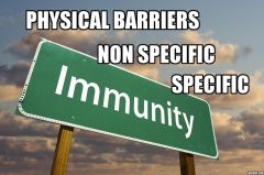 The three ways in which our bodies prevent and fight infection include non-specific immunity, specific immunity, and: