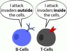 Which of the following combinations differentiates between the targets of the humoral versus the cell-mediated immune responses?


(difference b/t B + T cells!)