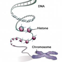 AT REGULAR INTERVALS, A DOUBLE STRANDEDDNA MOLECULE WINDS UP TWICE AROUNDSPOOLS OF PROTEIN CALLED HISTONES