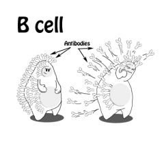 The role of B cells in the specific immune system is to: