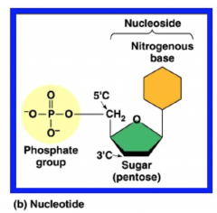 - the nitrogen bases are connected to the first carbon on the sugar, the phosphate group is attached to the 5th carbon, and if more than 1 phosphate group, it'll attach to the other phosphate groups
