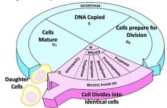 MITOSIS, CYTOPLASMIC DIVISION, ANDINTERPHASE CONSTITUTE ONE TURN  OF THECELL CYCLE , interphase is usually longest stage