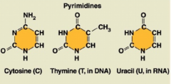 1 ring; cytosine, thymine, and uracil