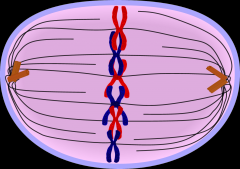 the second stage of cell division, between prophase and anaphase, during which the chromosomes become attached to the spindle fibers.