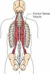 Den raka ryggmuskeln. 


Dess funktion är att räta ut ryggpartiet samt att föra höftpartiet bakåt. Går från os sacrum (korsbenet) till os occipitale (nackbenet).