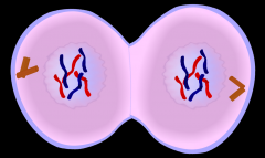 final phase of cell division in which the chromatids or chromosomes move to opposite ends of the cell and two nuclei are formed.