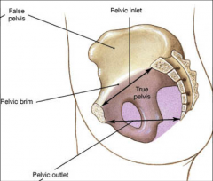 bladder and reproductive organs