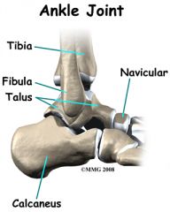 tibia, fibula, calcaneous, navicular


(talus lies medial)