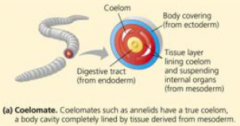 Body cavities that is bounded on al sides by mesoderm


More advance 


Humans