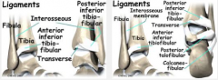 inferior transverse ligaments


interosseous ligament


anterior and posterior tibiofibular ligaments