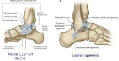 medial and lateral collateral ligaments


posterior and lateral talocalcaneal ligament


interosseous talocalcaneal ligament