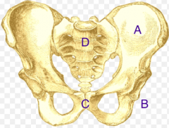 Name each area of the pelvis
A.
B.
C.
D.