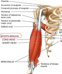 Origin: 
Long head originates from the tubercle of the scapula.
Short head from the coracoid process of scapula.
Insertion: 
Both insert on the radial tuberosity


Group: Anterior Compartment
Action: Forearm Flexor