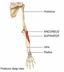 Origin:
Lateral Epicondyle of humerus
Insertion: 
Olecranon of Ulna


Group: Posterior Compartment
Action: Forearm Extensor