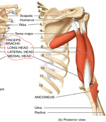 Origin:
Long head on the tubercle of scapula
Lateral head on the posterior surface of humerus
Medial head on entire surface of humerus
Insertion: 
Olecranon of ulna


Group: Posterior Compartment
Action: Forearm Extensor