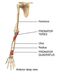 Pronator Teres
Origin: Medial Epicondyle of Humerus
Insertion: Mid-lateral surface of radius


Pronator Quadratus
Origin: Distal Portion of shaft of ulna
Insertion: Distal portion of radius


Group: Muscles of forearm

Action: pronates wrist and hand