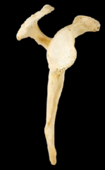 Identify the coracoid process