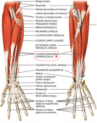 Flexes interphalangeal joints 2-5