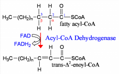 -medium chain acyl CoA dehydrogenase deficiency
-acyl-CoA dehydrogenase catalyzes oxidation of fatty acid moiety of acyl-CoA to produce double bond between carbons 2 & 3.
-in mitochondrial matrix
-MCAD most potent for inducing hypoglycemia
