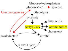 Fasting: oxaloacetate depleted in lever due to gluconeogenesis. This impedes acetyl-CoA entry into Krebs. Then this acetyl CoA in liver mitochondria converted to ketone bodies, acetoacetate, B-hydrobutyrate