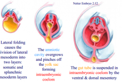-delineated from yolk sac during process of embryonic folding (ventral bending of cranial and caudal ends, lateral bending of body).
-gut tube closed at two ends by oropharyngeal membrane cranially and cloacal membrane caudally