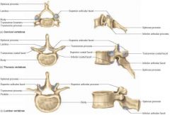 seven cervical vertebrae C1-C7 are the lightest vertebrae in the spine 
Body: small and wide ( laterally)
Spinuous process: short and bifid (except C7) and project posteriorally
Vertebral foramen : triangular and large 
Tranverse processes : Conta...