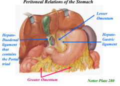 -double layered fold of peritoneum that extends from stomach and proximal part of duodenum to an adjacent organ in either the anterior or posterior direction