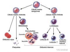 Esel proceso por el que se forman los elementos celulares de la sangre.