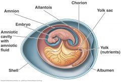 *reptiles, mammals, birds
thicker skin, no gills, stronger jaws, bigger brain
amniotic egg= resists desication
-shell= hard & mineralized, leathery, or lost altogether
-amnion= filled w/ amniotic fluid (mostly water) for cushioning and stable ...