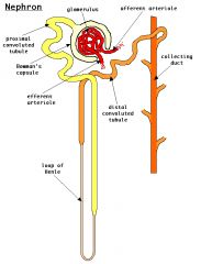 nephron= functional unit of kidney, tubules
-filtration= beginning of nephron taking up fluid from capillaries (general)
-reabsorption= selecting specific fluids needed in the body and absorbing them back into body
-secretion= additional molecu...