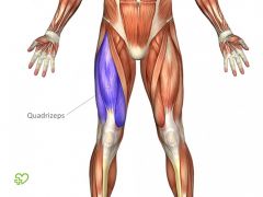 Främre fyrhövdade lårmuskeln. 

Består egentligen av fyra muskler, bland annat musculus rectus femoris och musculus vastus lateralis. Främsta uppgiften är att räta ut benet vid knäet. 