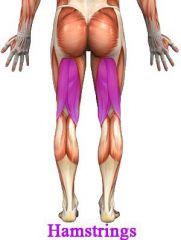 Tre muskler på lårets baksida (behöver ej kunna dess namn). Deras uppgift är dels att böja knäet och dels sträcka ut höften. 