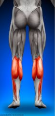 Vadmuskeln. 

Består av två muskler (behöver ej kunna dess namn) och fäster med hjälp av tendo calcaneus (hälsenan).
