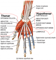 Thenar group, Hypothenar group, and Midpalmar group.